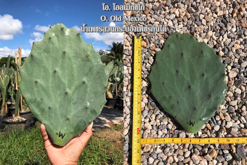 พันธุ์กระบองเพชรกินได้สายพันธุ์โอพันเทียโอลเม็กซิโก Opuntia Old Mexico ขนาดมาตรฐาน 3 ขนาด ตัดสดทาเร่งราก