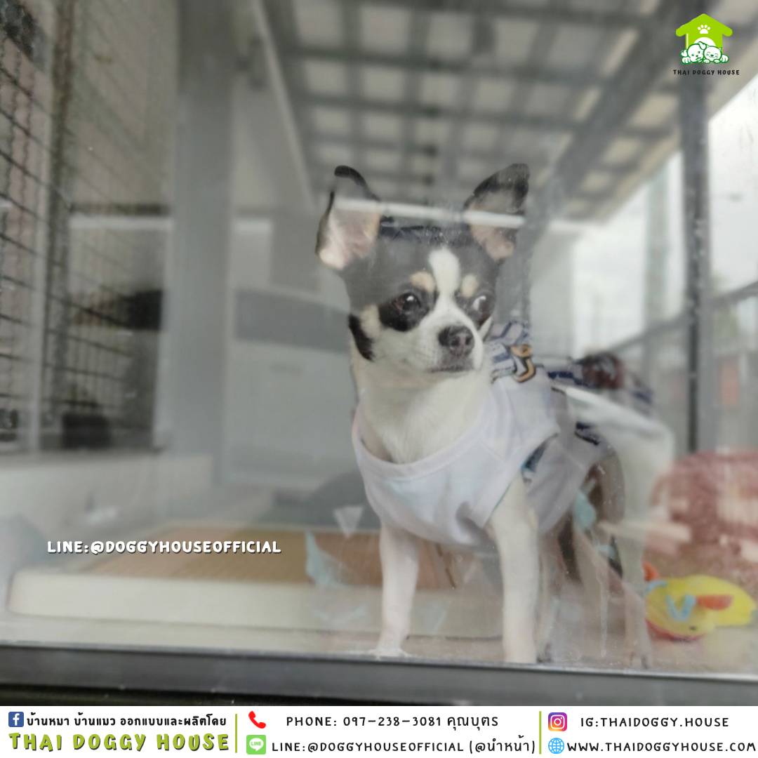 บ้านหมา แบบบ้าน 𝑵𝒐𝒓𝒅𝒊𝒄 𝒔𝒕𝒚𝒍𝒆