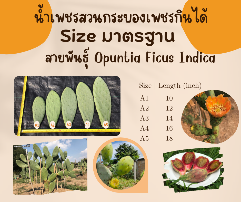 พันธุ์ "มะรุ่ง" No.1A รหัส" ID-PA-A1-5 กระบองเพชรกินได้ สายพันธุ์โอพันเทียฟิคัสอินดิก้า Opuntia Ficus Indica 5 ขนาด ตัดสดให้เลือก