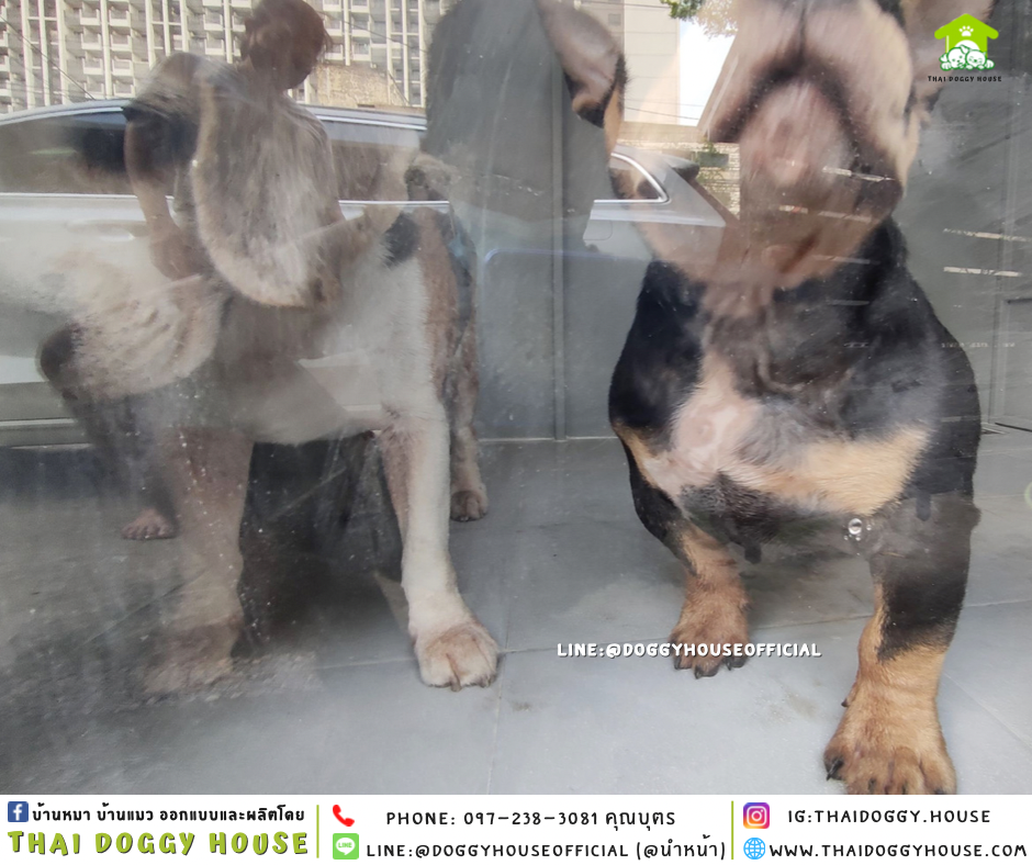 บ้านหมา แบบบ้าน 𝐁𝐨𝐱 𝐒𝐭𝐲𝐥𝐞