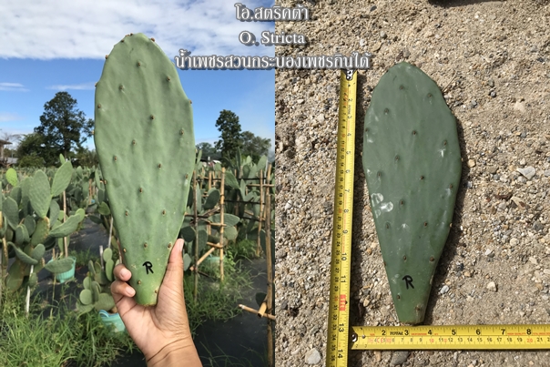 พันธุ์กระบองเพชรกินได้สายพันธุ์โอ.สตริคต้า O. Stricta ขนาดมาตรฐาน 3 ขนาด ตัดสดทาเร่งราก