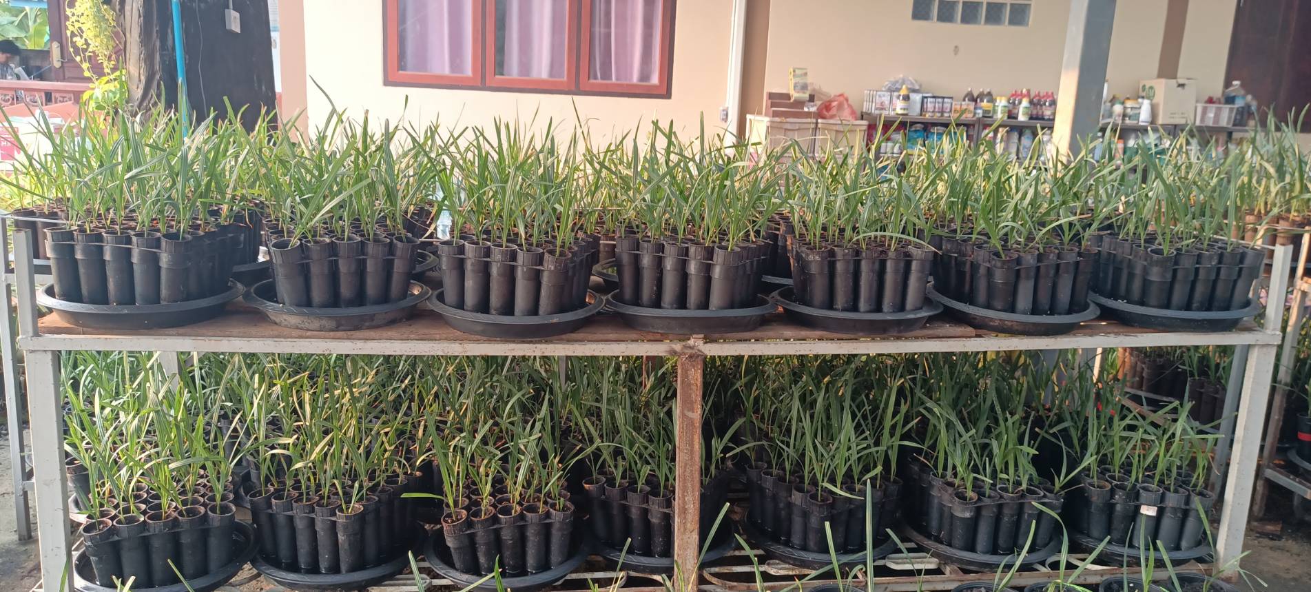 อินทผลัม เพาะเนื้อเยื่อ สายพันธุ์บาฮี อิหร่าน (ตอปิโด)