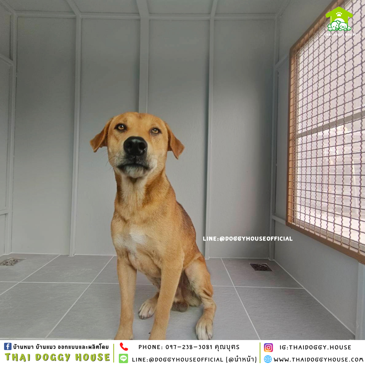 บ้านหมา แบบบ้าน 𝐁𝐎𝐗 𝐒𝐓𝐘𝐋𝐄