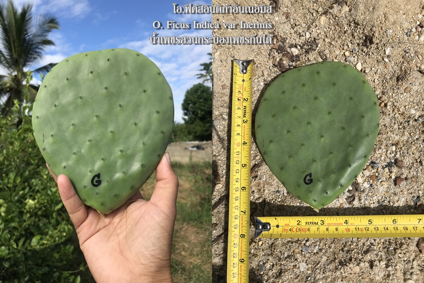 พันธุ์กระบองเพชรกินได้สายพันธุ์ โอ.ฟิคัสอินดิก้าอินเนอมิส O. Ficus Indica var Inermis ขนาดมาตรฐาน 3 ขนาด ตัดสดทาเร่งราก