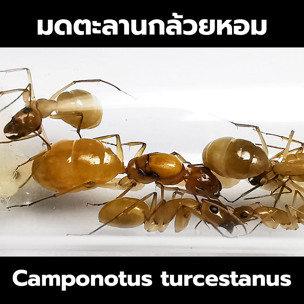 มดตะลานกล้วยหอม Camponotus turcestanus