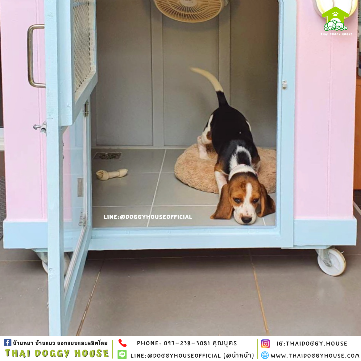 บ้านหมา หลังเล็ก ทรง 𝐁𝐎𝐗