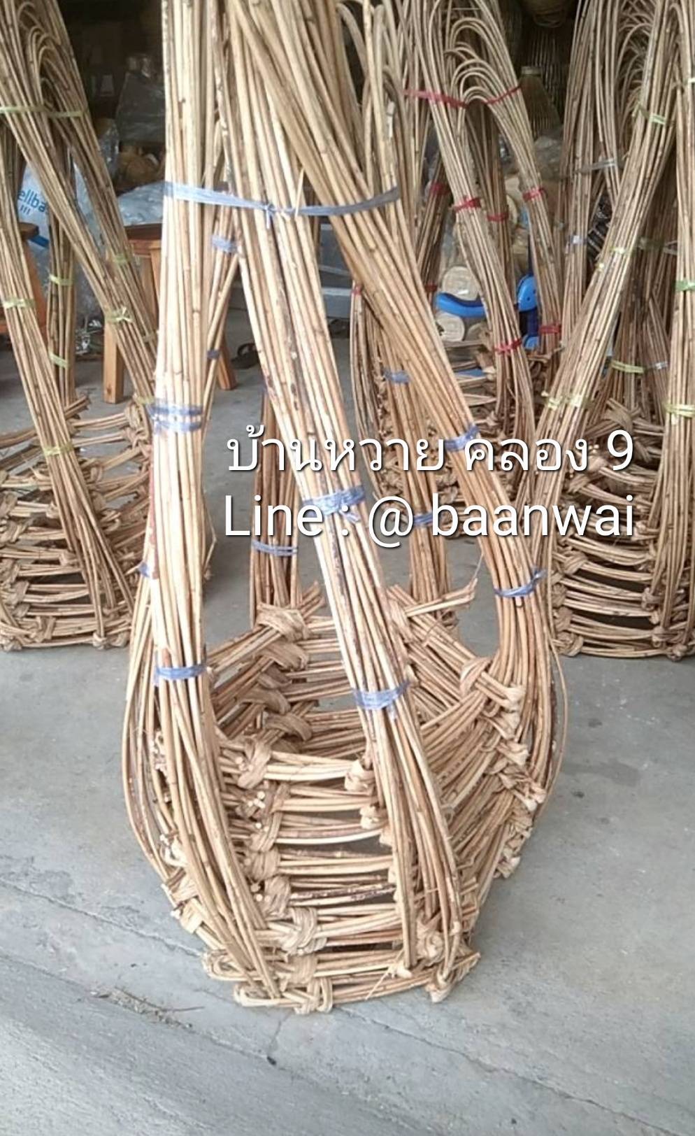 หวายใส่ลูกนิมิต หวายลูกนิมิต