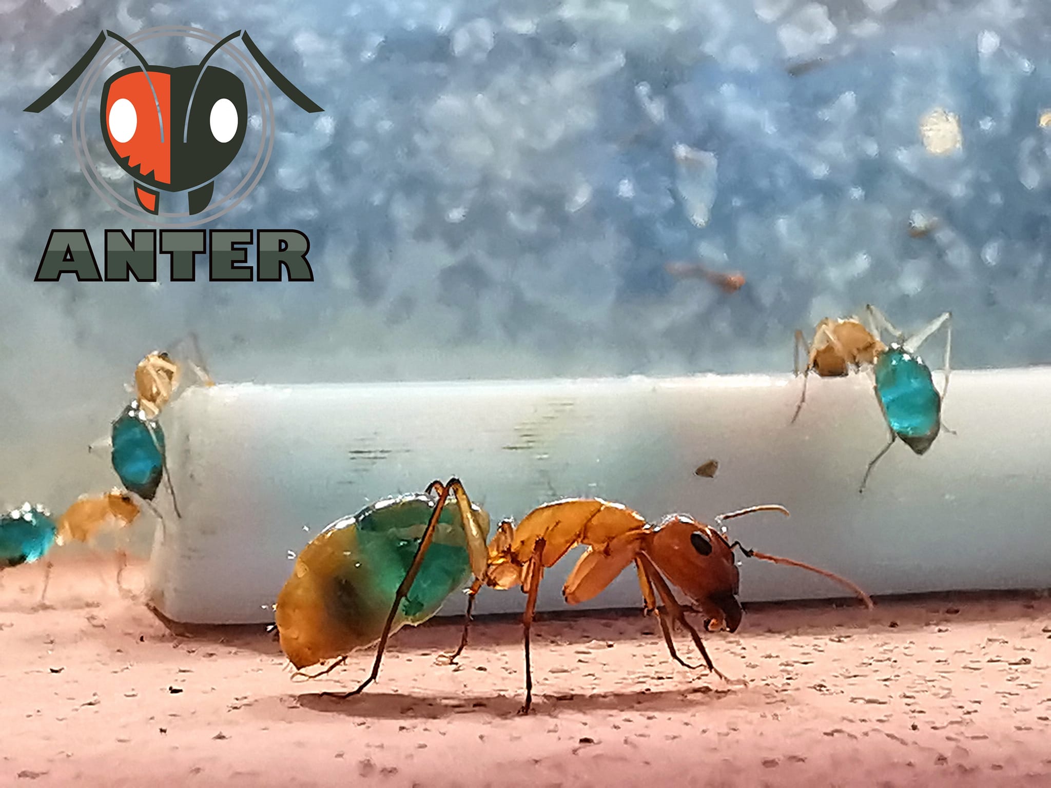 มดตะลานกล้วยหอม Camponotus turcestanus