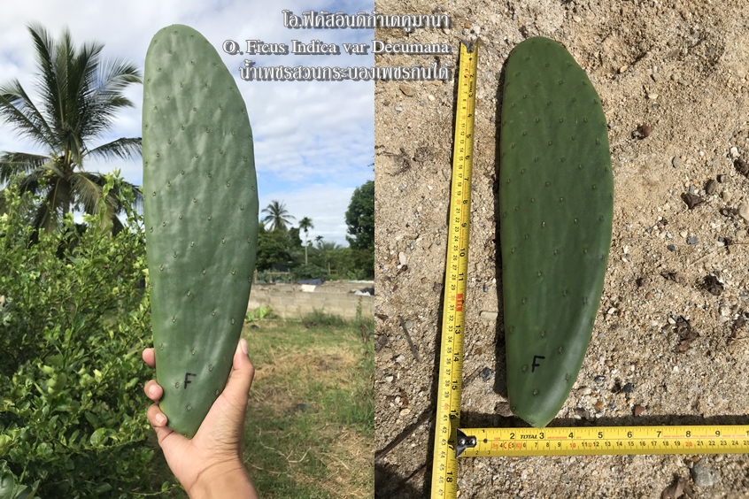 พันธุ์กระบองเพชรกินได้สายพันธุ์โอ.ฟิคัสอินดิก้าเดคูมานา O. Ficus Indica var Decumana ขนาดมาตรฐาน 3 ขนาด ตัดสดทาเร่งราก