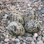 นกต้อยตีวิดหรือ นกกระแตแต้แว้ด red-wattled lapwing