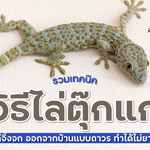รวมเทคนิค วิธีไล่ตุ๊กแก ไล่จิ้งจก ออกจากบ้านแบบถาวร ทำได้ไม่ยาก