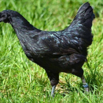 "ไก่ดำ" ทำไมถึงมีสีดำ?