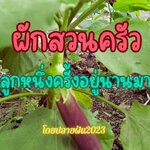 "ผักสวนครัว" ปลูกหนึ่งครั้ง เก็บได้นาน ลดเวลาในการปลูก บ่อยๆ