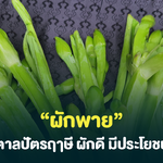 “ผักพาย” ตาลปัตรฤาษี ผักดี มีประโยชน์