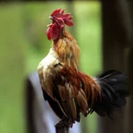 ไก่ขันตามระบบนาฬิกาชีวิต