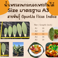 A3 ขนาดมาตรฐานกลาง ยาว 14 นิ้ว