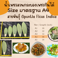 A4 ขนาดมาตรฐานใหญ่ ยาว 16 นิ้ว