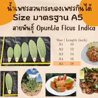 A5 ขนาดมาตรฐานจัมโบ้ ยาว 18 นิ้ว