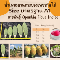 A ขนาดมาตรฐานเล็ก ยาว 10 นิ้ว