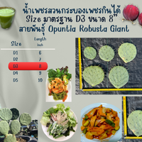D3 ยาว 8 นิ้ว