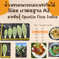 A2 ขนาดมาตรฐานย่อม ยาว 12 นิ้ว