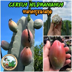 "มะลำ" กลุ่มจามาคารูหรือกลุ่มซีรีอุส Cereus ตัวนี้คือจามาคารูหนามกุด ซีรีอุสฮิลแมนเนียนัส Cereus Hildmanninus - Thornless form