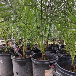 เบรม (125) รุ่นพร้อมปลูกอายุ 2 ปี อินทผลัมเพาะเลี้ยงเนื้อเยื่อพันธุ์เบรมสีส้มโอรส ทานผลสด ไม่ติดฝาด ออกต้นฤดู