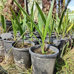 อินทผลัม เพาะเนื้อเยื่อ โครไนซี่ อิหร่าน(ผลสีแดง)อายุ 5-7 เดือน