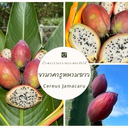 จามาคารูที่เป็นจามาคารูจริงๆ จามาคารูหนามยาว Cereus Jamacaru มะลำกระบองเพชรกินได้ในแบบไม้ลำ