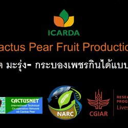 การผลิต มะรุ่ง- กระบองเพชรกินได้แบบกิ่งแบน Cactus Pear Fruit Production (English version)