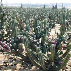 ผลกระบองเพชรกินได้แบบไม้ลำหรือ "มะลำ" ผลไม้ชนิดใหม่ที่น่าจับตา จามาคารู คูโบ้ Koubo หรือชื่ออะไรกันแน่และที่มาที่ไป