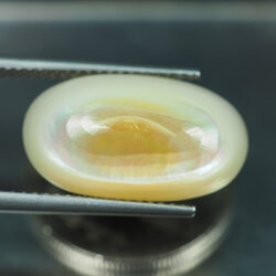 เปลือกหอยทะเลลึก (ฺShell) 6.60 กะรัต