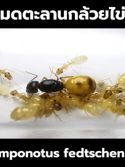 มดตะลานกล้วยไข่ Camponotus fedtschenkoi