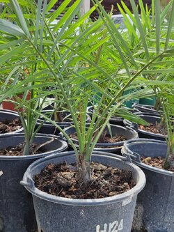 ฮัสซาวี่ 124 ผลสีเหลือง ลูกใหญ่