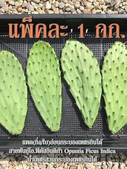 แพ็คละ 1 กก. (5-8 ชิ้น) แพดอ่อนกระบองเพชรกินได้ผักกระบองเพชรหรือที่ต่างประเทศเรียกว่าโนปาล สายพันธุ์โอพันเทียฟิคัสอินดิก้า Opuntia Ficus Indica