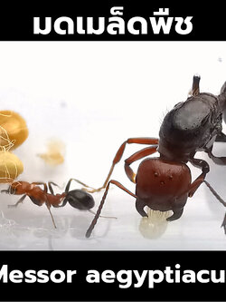 มดเมล็ดพืช Messor aegyptiacus