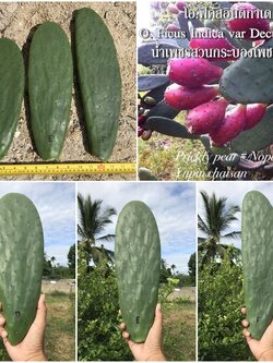 พันธุ์กระบองเพชรกินได้สายพันธุ์โอ.ฟิคัสอินดิก้าเดคูมานา O. Ficus Indica var Decumana ขนาดมาตรฐาน 3 ขนาด ตัดสดทาเร่งราก