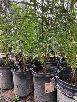 เบรม (125) รุ่นพร้อมปลูกอายุ 2 ปี อินทผลัมเพาะเลี้ยงเนื้อเยื่อพันธุ์เบรมสีส้มโอรส ทานผลสด ไม่ติดฝาด ออกต้นฤดู