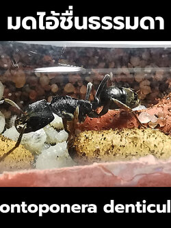 มดไอ้ชื่นธรรมดา Odontoponera denticulata