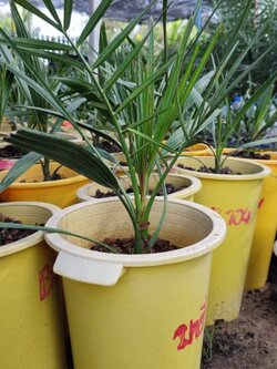 อินทผลัม เพาะเนื้อเยื่อ สายพันธุ์ บาฮี (ผลสีเหลือง)UAEรหัส 104 อายุปีกว่า ขนาดพร้อมปลูก