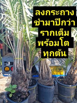 หน่อบาฮีและหน่อโคไนซี่ชำแล้ว 1 ปีอายุต้น 3 ปี สูง 2 เมตร