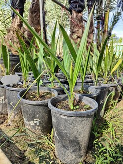 อินทผลัม เพาะเนื้อเยื่อ โครไนซี่ อิหร่าน(ผลสีแดง)อายุ 5-7 เดือน