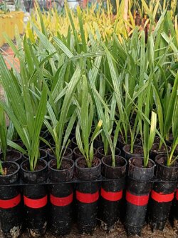 อินทผลัมเพาะเนื้อเยื่อ สายพันธุ์เรดกานามิ(RGM)ตอปิโด