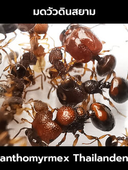 นางพญามดวัวดินสยาม พร้อมมดงาน