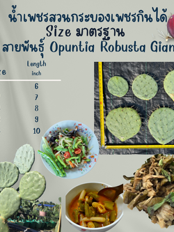 พันธุ์ "มะรุ่ง" No.4D รหัส" GA-PA-D1-5 กระบองเพชรกินได้ สายพันธุ์โอพันเทียโรบัสต้าไจแอนท์ Opuntia Robusta Giant 5 ขนาด ตัดสดให้เลือก