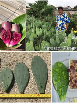 พันธุ์กระบองเพชรกินได้สายพันธุ์โอ.สตริคต้า O. Stricta ขนาดมาตรฐาน 3 ขนาด ตัดสดทาเร่งราก