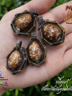 เบี้ยแก้ ชิ้นเล็ก หอยเบี้ยแก้ พกติดตัว ขจัดคุณไสยมนต์ดำและสิ่งไม่ดี