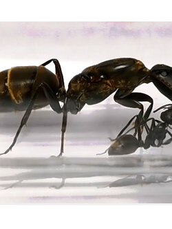 มดหน้าหักขนทอง Colobopsis leonardi