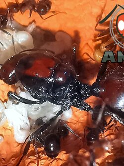 มดเมล็ดพืชยักษ์ Messor cephalotes