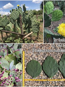 พันธุ์กระบองเพชรกินได้สายพันธุ์โอพันเทียโอลเม็กซิโก Opuntia Old Mexico ขนาดมาตรฐาน 3 ขนาด ตัดสดทาเร่งราก